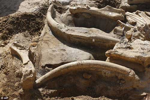 Phát hiện bộ xương khổng lồ của sinh vật thời kỷ băng hà