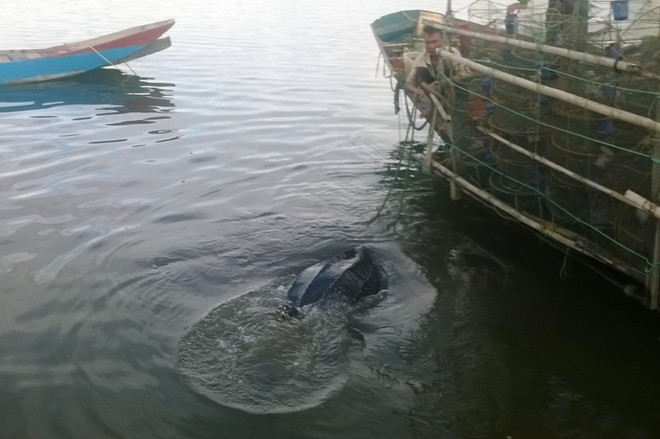 Tái thả cá thể rùa da nặng 80kg về với biển khơi