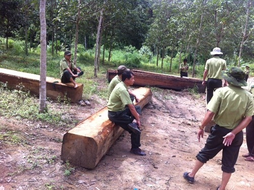 Bắt giữ hơn 100m3 gỗ tại vùng biên giới Tây Nguyên