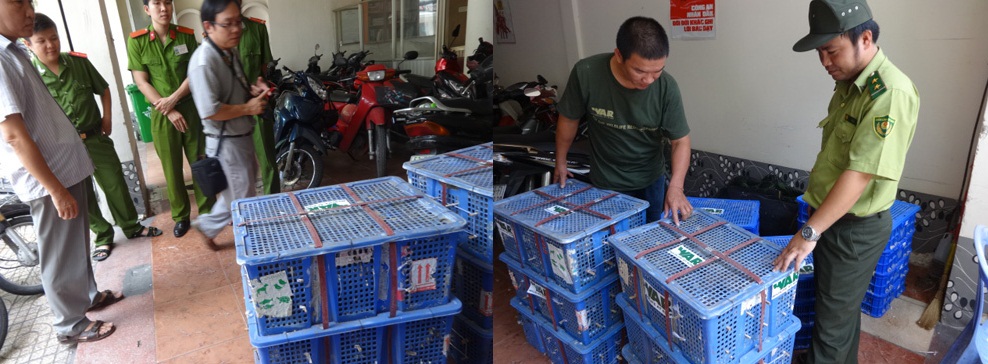 Chặn đứng 2 vụ vận chuyển động vật hoang dã bằng đường hàng không Chặn đứng 2 vụ vận chuyển động vật hoang dã bằng đường hàng không