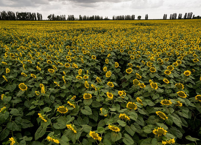 24h qua ảnh: Bức ảnh đáng sợ về giao thông bằng xe máy ở Đài Loan - Ảnh 5. 24h qua ảnh: Bức ảnh đáng sợ về giao thông bằng xe máy ở Đài Loan - Ảnh 5.