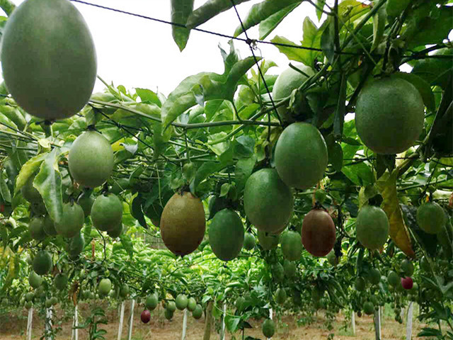 Trung Quốc, Ấn Độ coi là dược vương, ở Việt Nam chỉ là thứ quả bình dân! - Ảnh 3. Trung Quốc, Ấn Độ coi là dược vương, ở Việt Nam chỉ là thứ quả bình dân! - Ảnh 3.