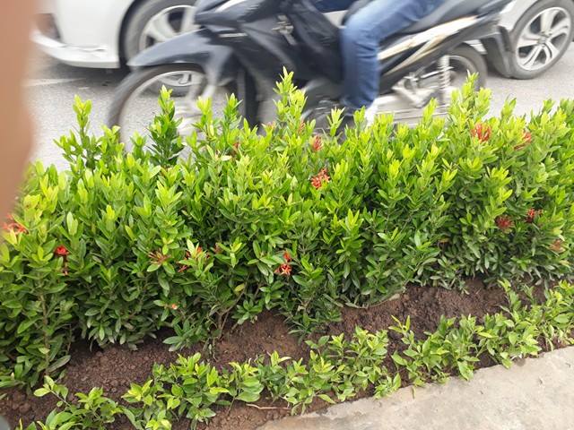 Chính trị - Xã hội - Hà Nội: Sự thật hàng loạt cây xanh trên dải phân cách bị nhổ bỏ (Hình 4).