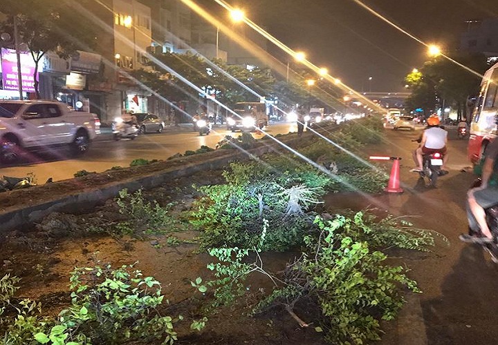 Chính trị - Xã hội - Hà Nội: Sự thật hàng loạt cây xanh trên dải phân cách bị nhổ bỏ