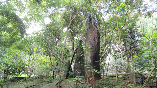Chính trị - Xã hội - Nhớ Bác khôn nguôi những ngày thu lịch sử (Hình 2).