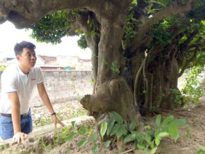 can canh cu duoi gan 300 tuoi gia 1,2 ty dong hinh 10