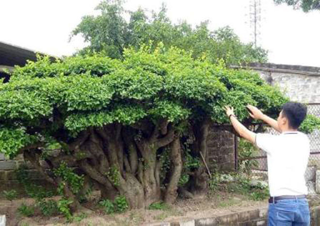 can canh cu duoi gan 300 tuoi gia 1,2 ty dong hinh 11