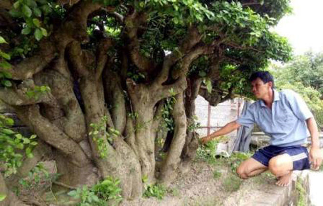 can canh cu duoi gan 300 tuoi gia 1,2 ty dong hinh 1