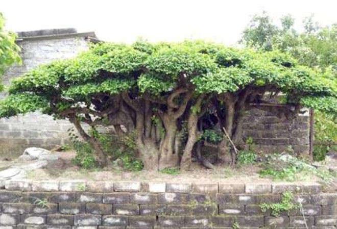 can canh cu duoi gan 300 tuoi gia 1,2 ty dong hinh 2