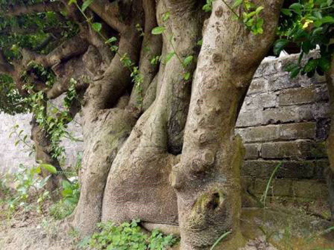 can canh cu duoi gan 300 tuoi gia 1,2 ty dong hinh 5