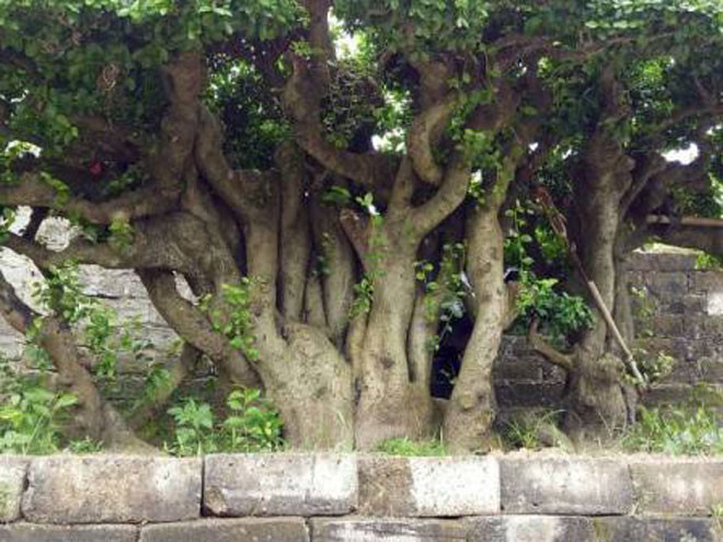 can canh cu duoi gan 300 tuoi gia 1,2 ty dong hinh 6