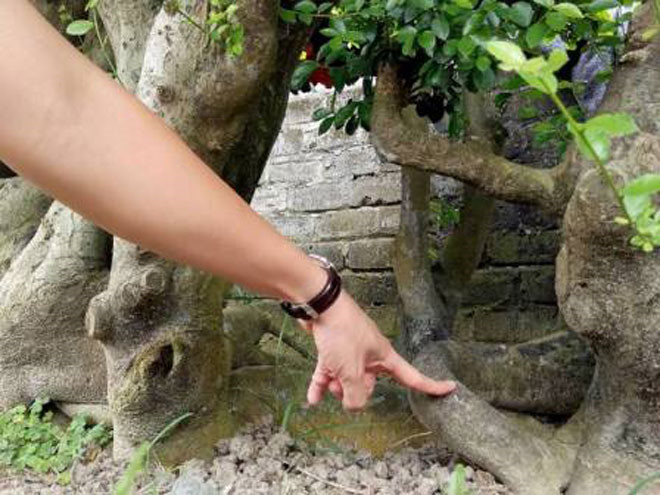 can canh cu duoi gan 300 tuoi gia 1,2 ty dong hinh 7