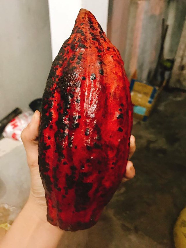 ca cao tươi đang khiến người hà thành lên "cơn sốt" hình 4 ca cao tuoi dang khien nguoi ha thanh len "con sot" hinh 4