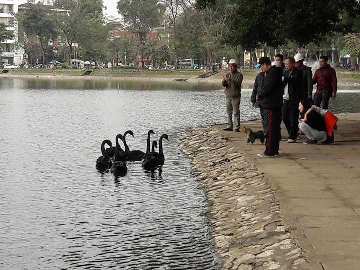 Xã hội - Sau Tết đàn thiên nga ở Hà Nội có biểu hiện “lạ”? (Hình 3).