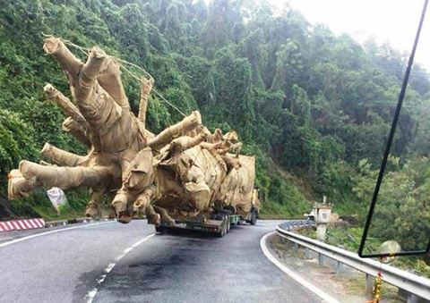 An ninh - Hình sự - Các cây 'quái thú' được vận chuyển ra Hà Nội: Có đi 'nhầm' vào tư dinh?