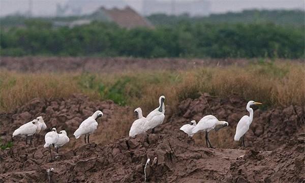 90\% người Việt Nam không hiểu bài hát: 'Bắc kim thang cà lang bí 