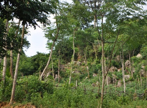 Khai quật bào thai lỗ rõ hai anh em ruột là yêu râu xanh Khai quật bào thai lỗ rõ hai anh em ruột là yêu râu xanh