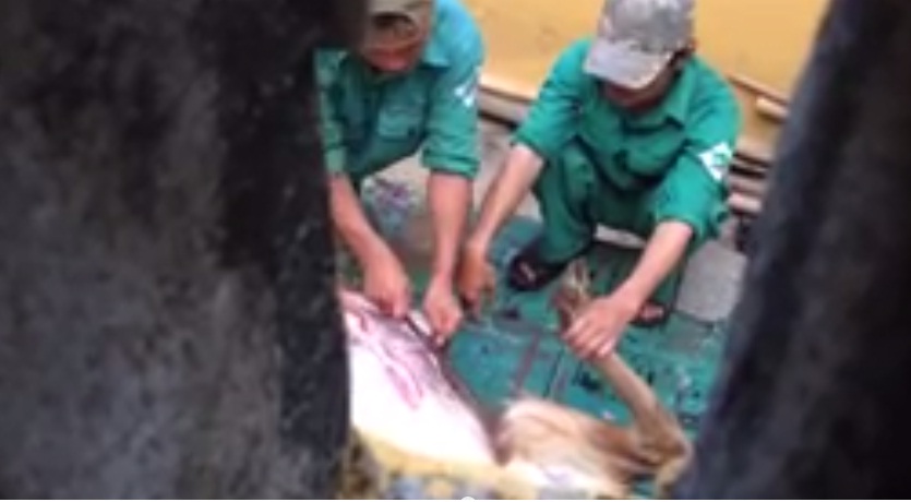 Kỷ luật lãnh đạo, nhân viên sau vụ mổ nai tại công viên