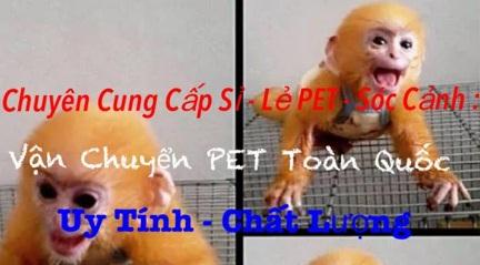 Kiểm lâm ngang nhiên rao bán thú rừng trên facebook