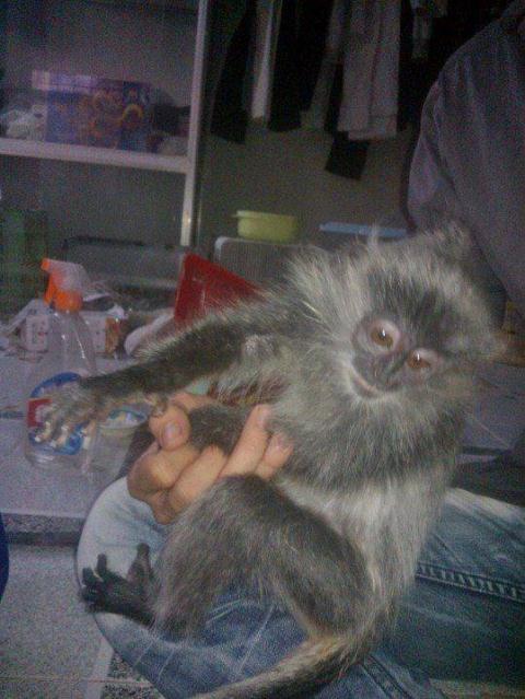 Kiểm lâm ngang nhiên rao bán thú rừng trên facebook