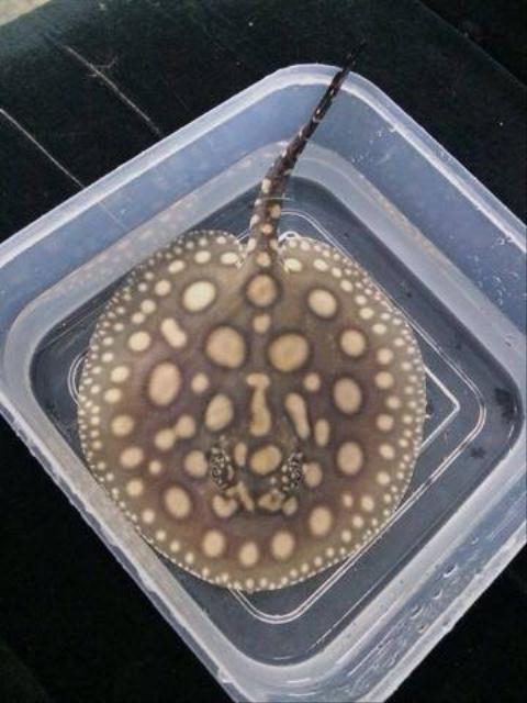 Kiểm lâm ngang nhiên rao bán thú rừng trên facebook