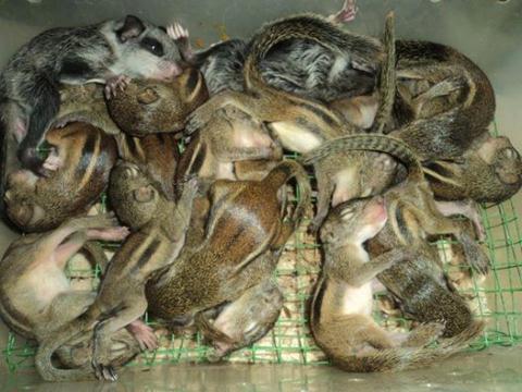 Kiểm lâm ngang nhiên rao bán thú rừng trên facebook