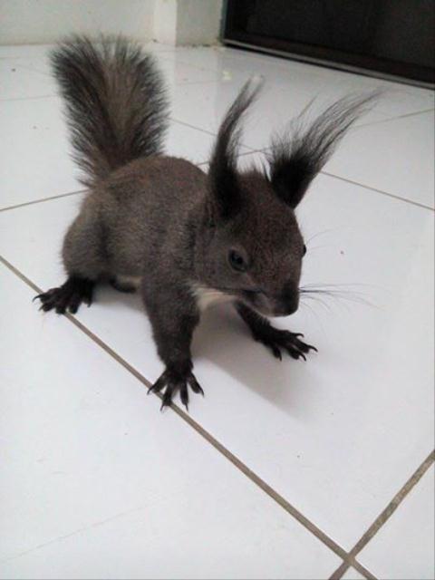 Kiểm lâm ngang nhiên rao bán thú rừng trên facebook