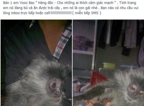 Kiểm lâm ngang nhiên rao bán thú rừng trên facebook