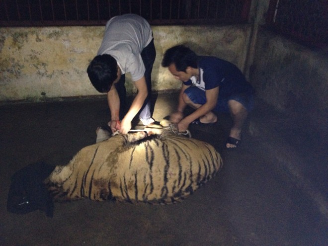 Bị truy đuổi, ném hai con hổ còn sống xuống đường