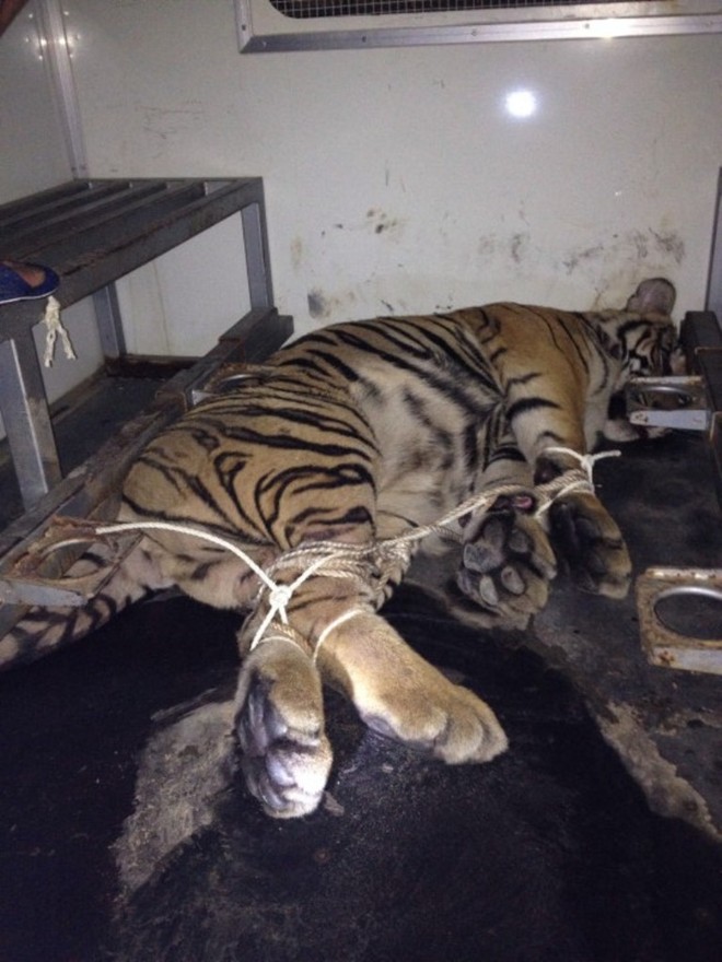 Bị truy đuổi, ném hai con hổ còn sống xuống đường