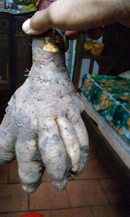 Củ từ có hình dạng giống bàn tay người