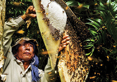 Sự thật loại “tình dược” cho trăng mật nồng nàn của người cổ đại