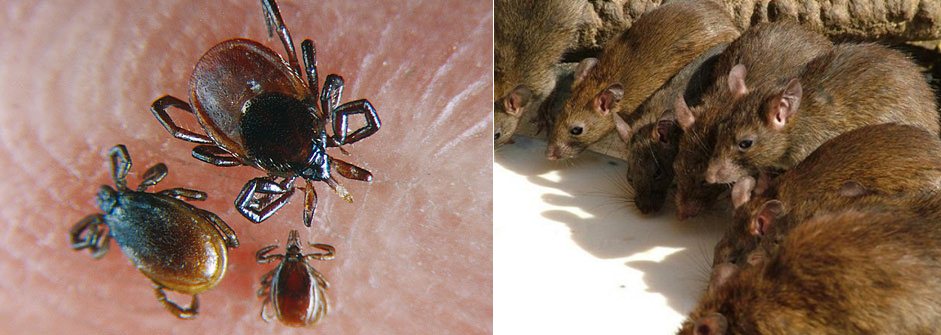 dịch hạch nguy hiểm có thể xâm nhập Việt Nam dịch hạch nguy hiểm có thể xâm nhập Việt Nam