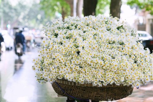 Có một mùa cúc họa mi xao xuyến như thế... Có một mùa cúc họa mi xao xuyến như thế...