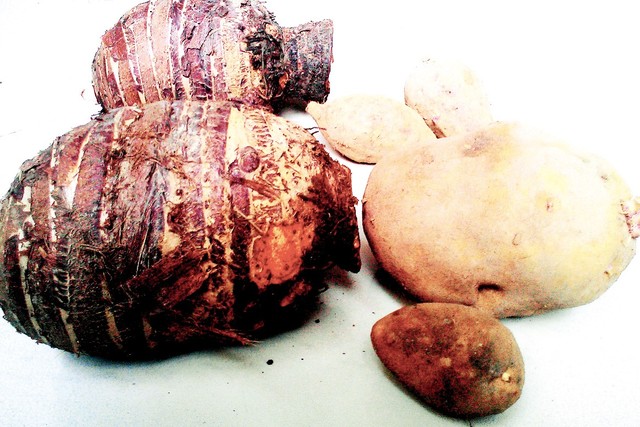 Hoảng vì củ, quả to gấp 10 lần bình thường Hoảng vì củ, quả to gấp 10 lần bình thường