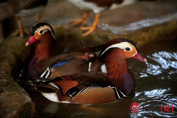 Độc đáo loài vịt Uyên Ương tại Hà Nội Độc đáo loài vịt Uyên Ương tại Hà Nội