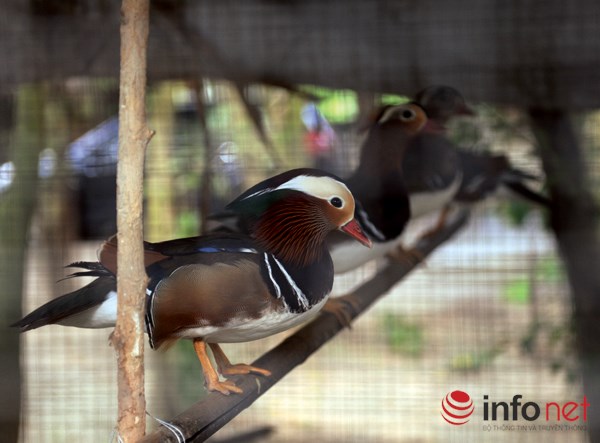 Độc đáo loài vịt Uyên Ương tại Hà Nội Độc đáo loài vịt Uyên Ương tại Hà Nội