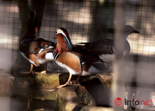 Độc đáo loài vịt Uyên Ương tại Hà Nội Độc đáo loài vịt Uyên Ương tại Hà Nội