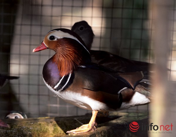 Độc đáo loài vịt Uyên Ương tại Hà Nội Độc đáo loài vịt Uyên Ương tại Hà Nội