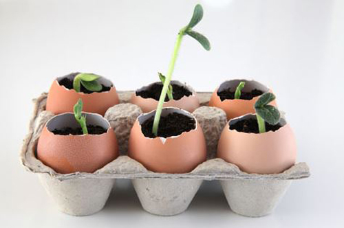 Lợi ích bất ngờ từ vỏ trứng các mẹ không nên bỏ qua Lợi ích bất ngờ từ vỏ trứng các mẹ không nên bỏ qua