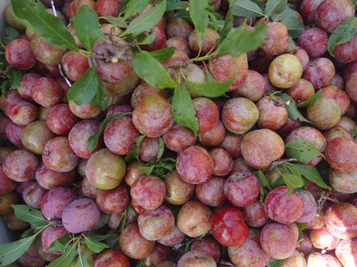 Mẹo nhận biết hoa quả Trung Quốc