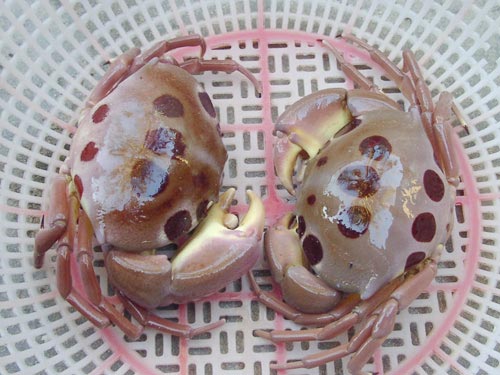 Biển Việt Nam: Ngất ngây đảo ngọc Phú Quý – Bình Thuận