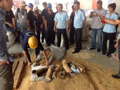 Ngà voi, sừng tê giác tiêu hủy hay tái sử dụng?