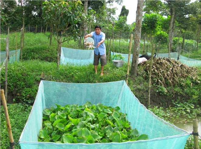 100.000 đồng/con rắn giống hút người nuôi miền Tây