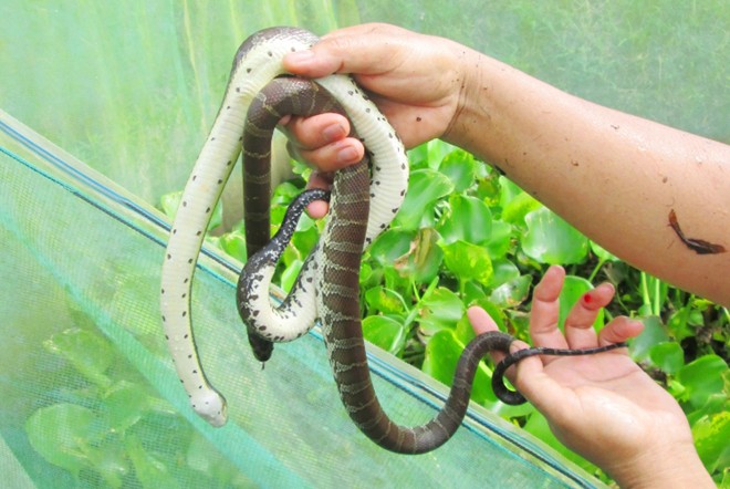 100.000 đồng/con rắn giống hút người nuôi miền Tây
