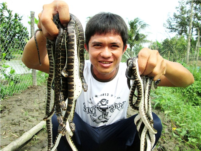 100.000 đồng/con rắn giống hút người nuôi miền Tây