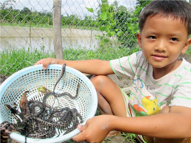 100.000 đồng/con rắn giống hút người nuôi miền Tây