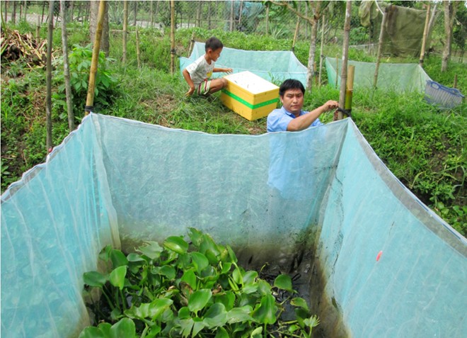 100.000 đồng/con rắn giống hút người nuôi miền Tây