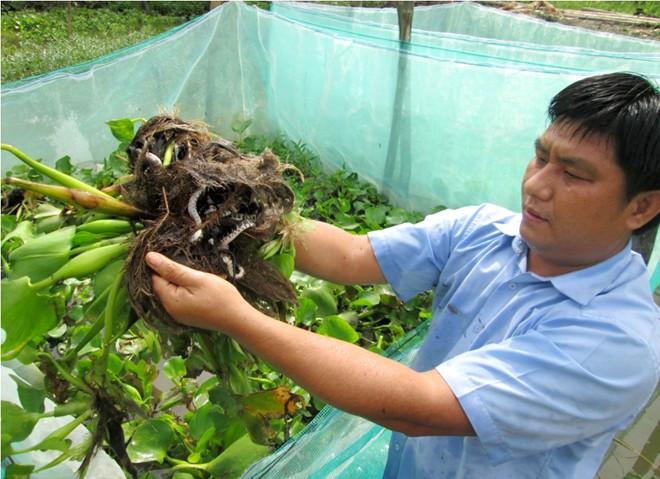 100.000 đồng/con rắn giống hút người nuôi miền Tây