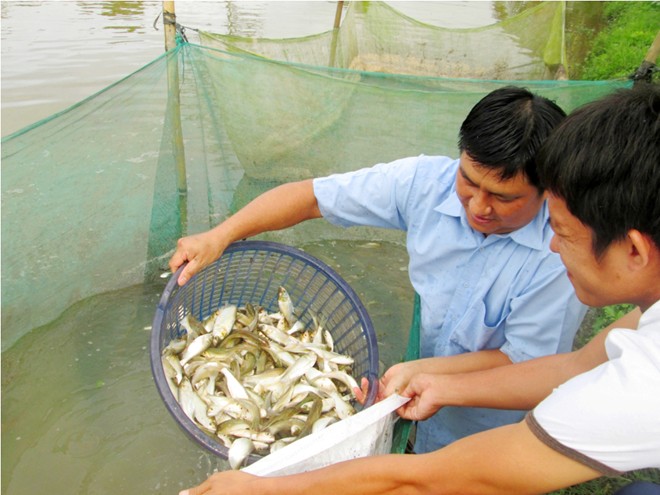 100.000 đồng/con rắn giống hút người nuôi miền Tây